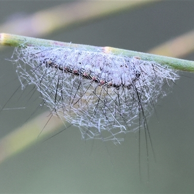 Anestia (genus) at Wodonga, VIC - 21 Sep 2024 by KylieWaldon