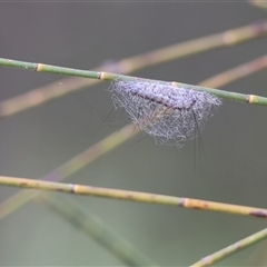 Anestia (genus) at Wodonga, VIC - 21 Sep 2024 11:48 AM