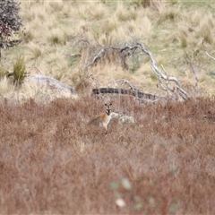 Notamacropus rufogriseus at Rendezvous Creek, ACT - 21 Sep 2024