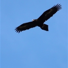 Aquila audax (Wedge-tailed Eagle) at Rendezvous Creek, ACT - 21 Sep 2024 by JimL