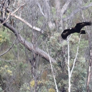 Aquila audax at Rendezvous Creek, ACT - 21 Sep 2024