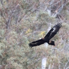 Aquila audax at Rendezvous Creek, ACT - 21 Sep 2024