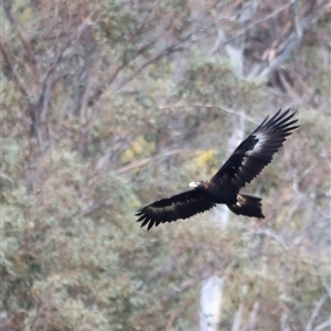 Aquila audax at Rendezvous Creek, ACT - suppressed