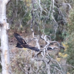 Aquila audax at Rendezvous Creek, ACT - suppressed