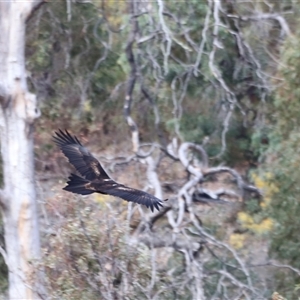 Aquila audax at Rendezvous Creek, ACT - 21 Sep 2024