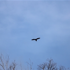 Aquila audax at Rendezvous Creek, ACT - suppressed