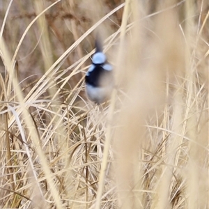 Malurus cyaneus at Rendezvous Creek, ACT - 21 Sep 2024 04:35 PM