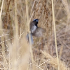 Malurus cyaneus at Rendezvous Creek, ACT - 21 Sep 2024 04:35 PM