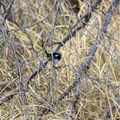 Malurus cyaneus at Rendezvous Creek, ACT - 21 Sep 2024 04:35 PM