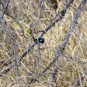 Malurus cyaneus at Rendezvous Creek, ACT - 21 Sep 2024 04:35 PM