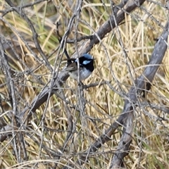 Malurus cyaneus at Rendezvous Creek, ACT - 21 Sep 2024 04:35 PM