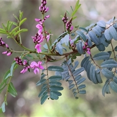 Indigofera australis subsp. australis (Australian Indigo) at Wodonga, VIC - 21 Sep 2024 by KylieWaldon