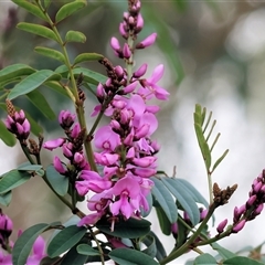 Indigofera australis subsp. australis at Wodonga, VIC - 21 Sep 2024 11:49 AM