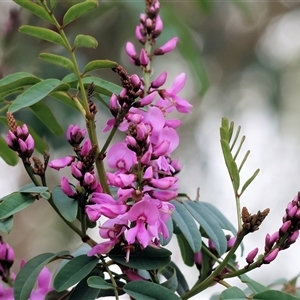 Indigofera australis subsp. australis at Wodonga, VIC - 21 Sep 2024 11:49 AM