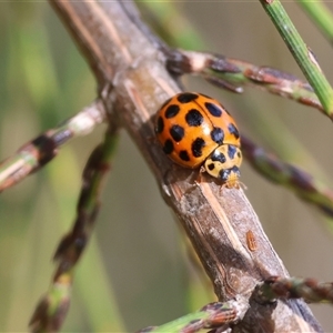 Harmonia conformis at Wodonga, VIC - 21 Sep 2024 11:50 AM