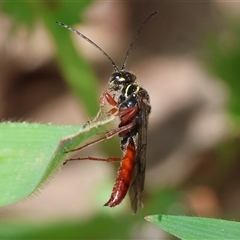 Thynninae (subfamily) (Smooth flower wasp) at Wodonga, VIC - 21 Sep 2024 by KylieWaldon