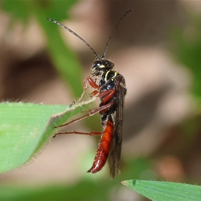 Unidentified Flower wasp (Scoliidae or Tiphiidae) at Wodonga, VIC - 21 Sep 2024 by KylieWaldon