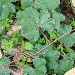 Malva parviflora at Wodonga, VIC - 21 Sep 2024 11:54 AM