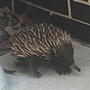 Tachyglossus aculeatus at Garran, ACT - 18 Sep 2024