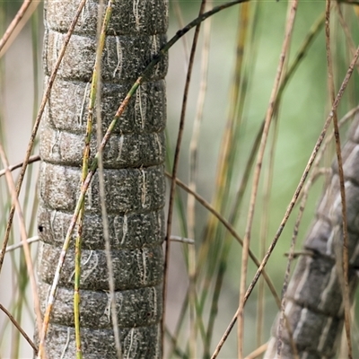 Casuarina cunninghamiana subsp. cunninghamiana at Wodonga, VIC - 21 Sep 2024 by KylieWaldon