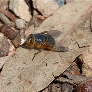 Calliphora vicina at Wodonga, VIC - 21 Sep 2024 11:58 AM