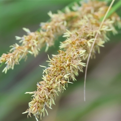 Carex appressa (Tall Sedge) at Wodonga, VIC - 21 Sep 2024 by KylieWaldon