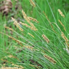 Carex appressa at Wodonga, VIC - 21 Sep 2024