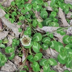 Trifolium repens (White Clover) at Wodonga, VIC - 21 Sep 2024 by KylieWaldon