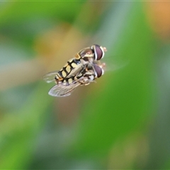 Simosyrphus grandicornis (Common hover fly) at Wodonga, VIC - 21 Sep 2024 by KylieWaldon