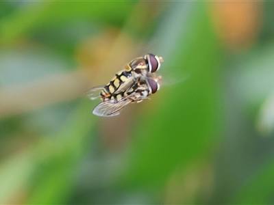 Simosyrphus grandicornis (Common hover fly) at Wodonga, VIC - 21 Sep 2024 by KylieWaldon