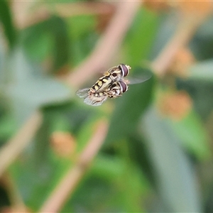 Simosyrphus grandicornis at Wodonga, VIC - 21 Sep 2024