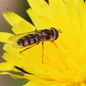 Simosyrphus grandicornis at Wodonga, VIC - 21 Sep 2024