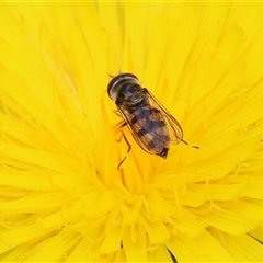 Simosyrphus grandicornis at Wodonga, VIC - 21 Sep 2024