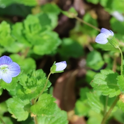 Veronica persica (Creeping Speedwell) at Wodonga, VIC - 21 Sep 2024 by KylieWaldon