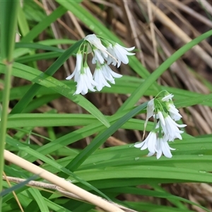 Allium triquetrum at Wodonga, VIC - 21 Sep 2024