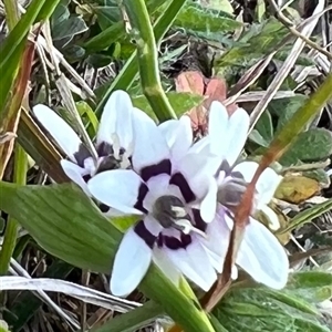 Wurmbea dioica subsp. dioica at Murrumbateman, NSW - 21 Sep 2024