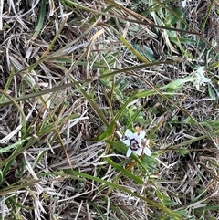 Wurmbea dioica subsp. dioica at Murrumbateman, NSW - 21 Sep 2024