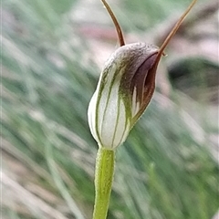 Pterostylis pedunculata (Maroonhood) at Paddys River, ACT - 21 Sep 2024 by KumikoCallaway