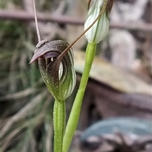 Pterostylis pedunculata at Paddys River, ACT - 21 Sep 2024