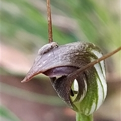 Pterostylis pedunculata at Paddys River, ACT - 21 Sep 2024