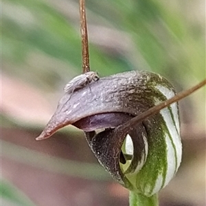 Pterostylis pedunculata at Paddys River, ACT - suppressed