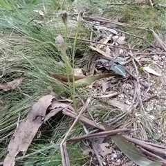 Pterostylis pedunculata at Paddys River, ACT - 21 Sep 2024