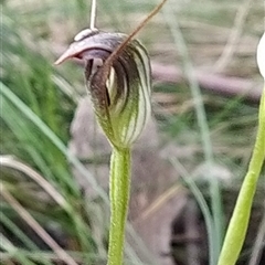 Pterostylis pedunculata at Paddys River, ACT - suppressed