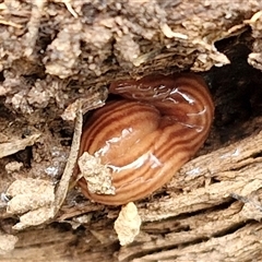 Fletchamia quinquelineata (Five-striped flatworm) at Taylors Flat, NSW - 21 Sep 2024 by trevorpreston