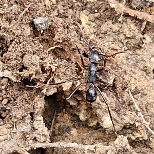 Rhytidoponera sp. (genus) at Taylors Flat, NSW - 21 Sep 2024