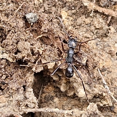 Rhytidoponera sp. (genus) (Rhytidoponera ant) at Taylors Flat, NSW - 21 Sep 2024 by trevorpreston