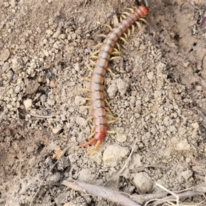 Cormocephalus aurantiipes at Taylors Flat, NSW - 21 Sep 2024