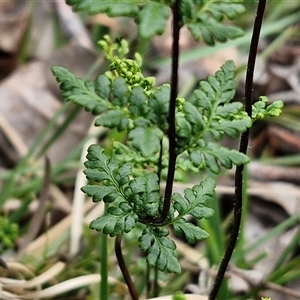 Cheilanthes sieberi subsp. sieberi at Taylors Flat, NSW - 21 Sep 2024