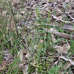 Cheilanthes sieberi subsp. sieberi at Taylors Flat, NSW - 21 Sep 2024