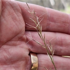 Aristida ramosa (Purple Wire Grass) at Taylors Flat, NSW - 21 Sep 2024 by trevorpreston